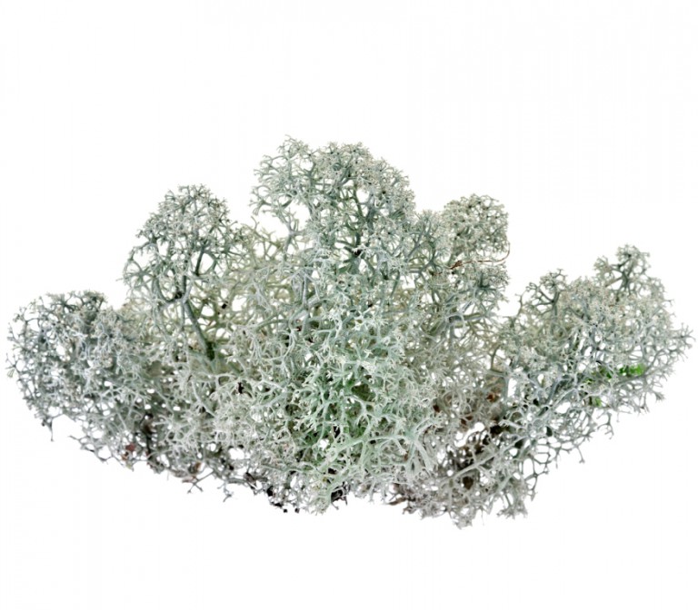 Le lichen boréal, source végétale de vitamine D3