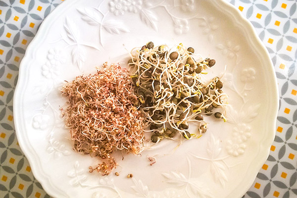 Graines germées de quinoa et de lentilles vertes