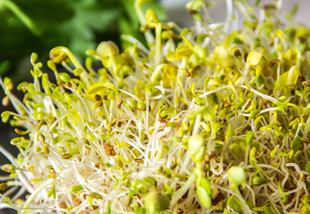 comment faire pousser des graines germées sans germoir
